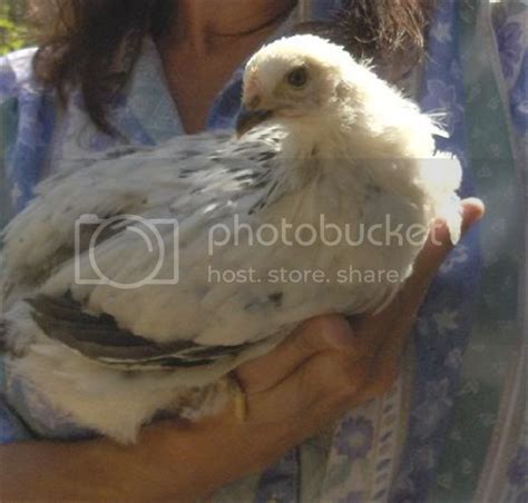 Whats The Most Beautiful Chicken Breed That Is Nice Nomatter What Sex