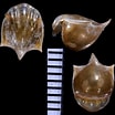 Afbeeldingsresultaten voor "cavolinia uncinata pulsatapusilla Pulsatoides". Grootte: 104 x 104. Bron: bishogai.com