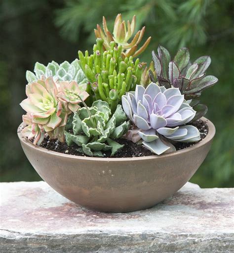 succulents types  succulent plants