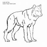 Wolf Coloring Standing Pages Color Index sketch template