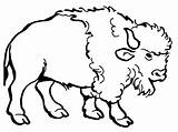 Bison Coloring Drawing Buffalo Pages Clipart Cartoon Water American Awesome Kids Color Clip Printable Cliparts Bills Print Draw Buff Drawings sketch template