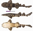 Afbeeldingsresultaten voor "orectolobus Ornatus". Grootte: 111 x 106. Bron: shark-references.com