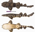 Image result for "orectolobus Ornatus". Size: 114 x 104. Source: shark-references.com