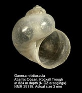 Image result for Ganesa nitidiuscula. Size: 163 x 185. Source: www.marinespecies.org