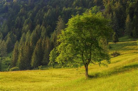 der baum foto bild europe oesterreich pflanzen pilze flechten