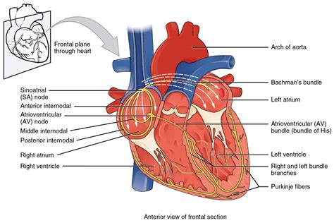 overview  sinoatrial  atrioventricular heart nodes