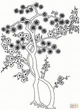 Pino Pine Gravura Pinheiro Alberi Stampare Japoneses Giapponesi sketch template