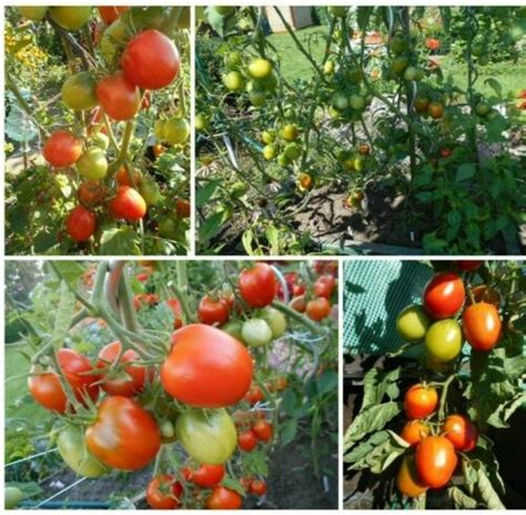 de berao rot freiland tomate ohne dach raritaet sehr resistent