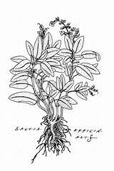 Salvia Officinalis Sage Drawing Botanical Illustration Ghis Drawings sketch template