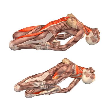 browser  supported yoga anatomy yoga fitness yoga poses