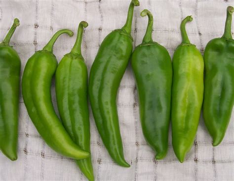 Anaheim Chile Hot Pepper 0 3 G Southern Exposure Seed