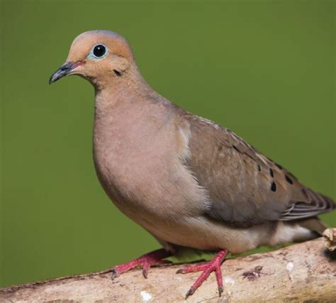 bird feature mourning dove natureswaybirdscom