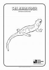 Coloring Salamander Pages Cool Amphibians Printable Reptiles Template sketch template