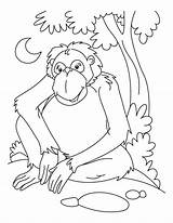 Coloring Pages Chimpanzee Print Chimp Waiting Orangutans Printable Popular Getcolorings Kids Library Clipart Coloringhome sketch template