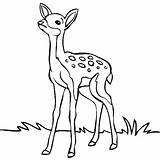 Deer Coloring Pages Face Print Printable Color Getcolorings sketch template