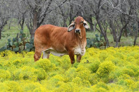 benefits  brahman cattle  reasons      breed moreno ranches