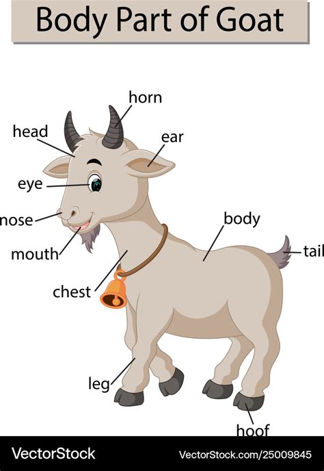 diagram showing body part goat royalty  vector image
