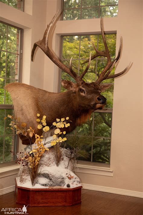 elk pedestal mount taxidermy hunting