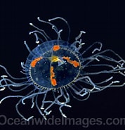 Afbeeldingsresultaten voor Anthomedusae. Grootte: 178 x 185. Bron: www.oceanwideimages.com