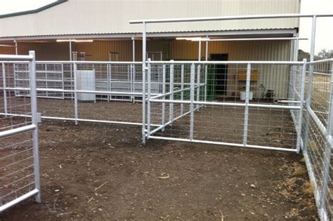 Design Corrals To Reduce Cattle Stress Cattle Corrals