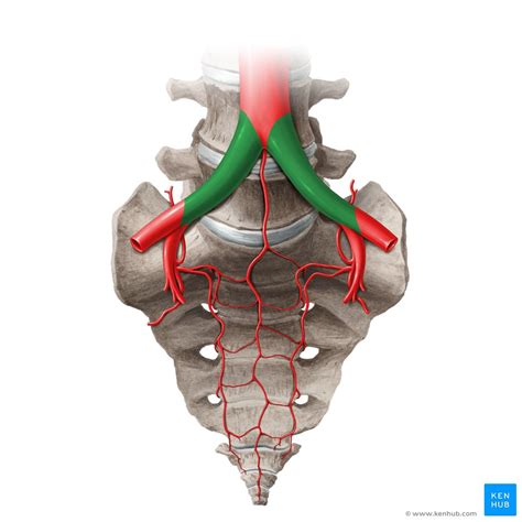 Pelvic Arteries Common External And Internal Iliac Kenhub