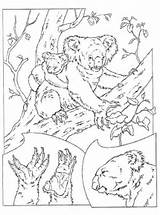 Koala Kleurplaten Beertjes Dieren Colorat P11 Animaatjes Planse Primiiani Desene Kleurplatenenzo Stemmen sketch template