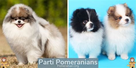 complete list  pomeranian colors   full details