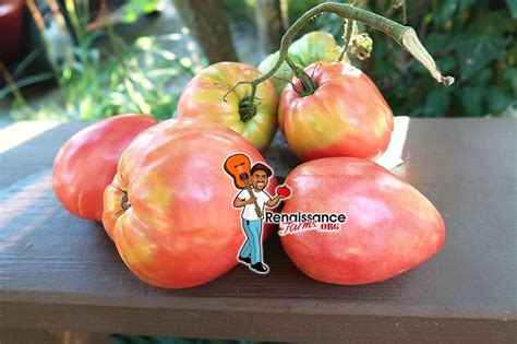 kardynal tomato seeds  sale  renaissance farms