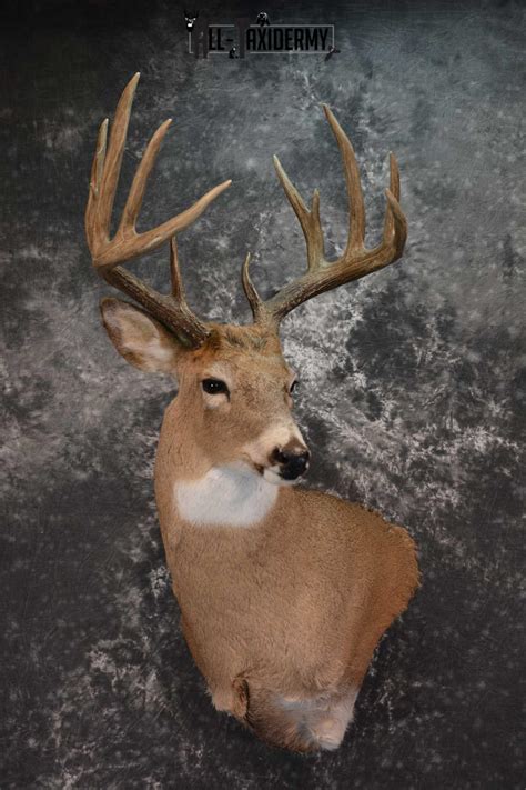 whitetail deer shoulder mount sku   taxidermy