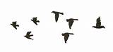 Birds Flying Gif Transparent Clipart Library Animated sketch template