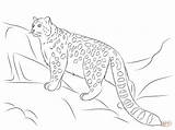 Leopard Snow Coloring Pages Drawing Baby Clouded Leopards Printable Colouring Animal Color Simple Print Cat Paper Face Kids Tree sketch template