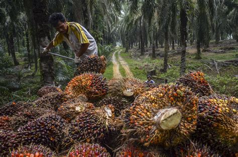 palm oil  biofuel rises  southeast asia tropical ecosystems shrink china dialogue