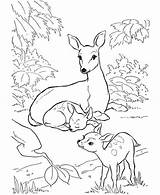 Deer Coloring Pages Baby Family Colouring Kids Drawing Mule Forest Rocky Printable Animal Mother Balboa Sheets Print Two Patterns Whitetail sketch template