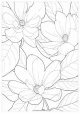 Magnolia Polina sketch template
