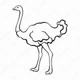 Ostrich Avestruz Sketch Struzzo Schizzo Dell Vettore Stefania Uccello sketch template