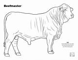 Cow Beefmaster Angus Brahman Livestock Breeds sketch template