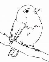 Robin Coloring Pages Bird Kids Simple Robins Birds Printable Bestcoloringpagesforkids Print sketch template