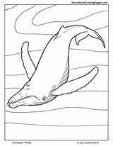 Manatee Humpback Killer Coloringhome Colouringpages Disimpan sketch template