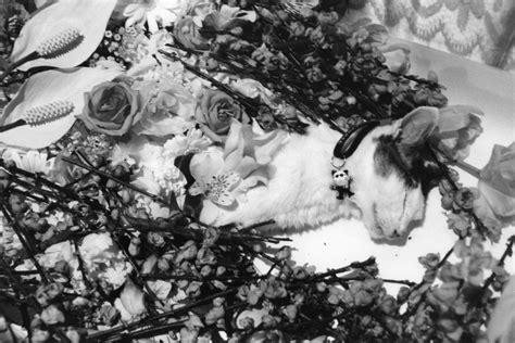 Sex Death And Toy Dinosaurs Collide In Nobuyoshi Araki S Latest