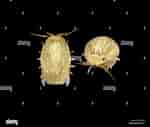 Afbeeldingsresultaten voor Thyropus Sphaeroma Geslacht. Grootte: 150 x 127. Bron: www.alamy.com
