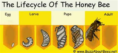 life cycle  honey bee
