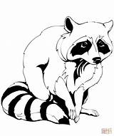 Raccoon Coloring Pages Clipart Printable Raccoons Common Drawing Kids Public Adults Categories Sponsored sketch template