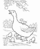 Coloring Geese Honking sketch template