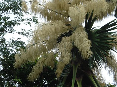 fileflowering talipot palm jpg