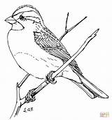 Sparrow Coloring Drawing Pages Throated Bird House Finch Outline Printable Simple Drawings Template Supercoloring Flying Birds Getdrawings Sparrows Getcolorings Color sketch template