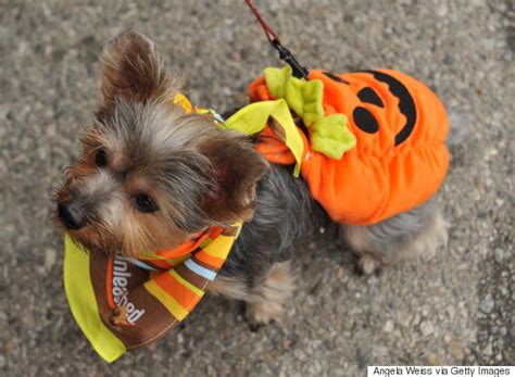 definitive proof dogs    halloween  people huffpost canada