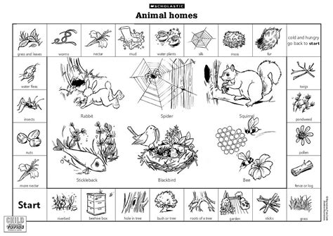 animal homes coloring pages  wallpaper