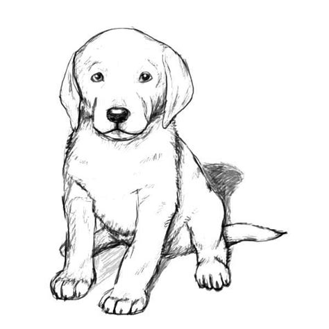 golden retriever coloring pages  coloring pages  kids