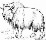 Ox Musk Age Animals Tundra Animal Muskox Ovibos Moschatus Stone Coloring Pages Ice Template Old sketch template