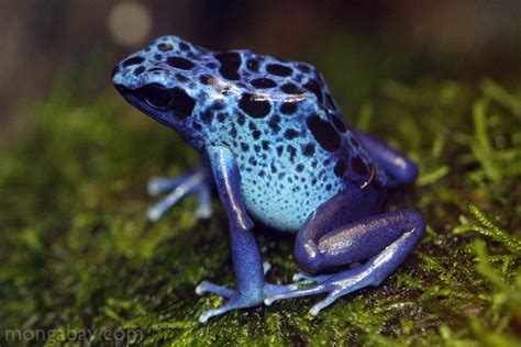 rainforest frogs blue arrow poison frog  suriname